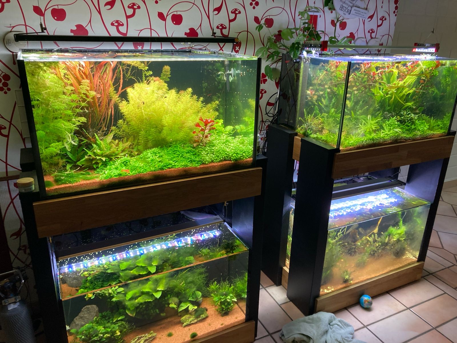 Four planted aquariums, two on top of two, on wooden stands, full of green and red plants